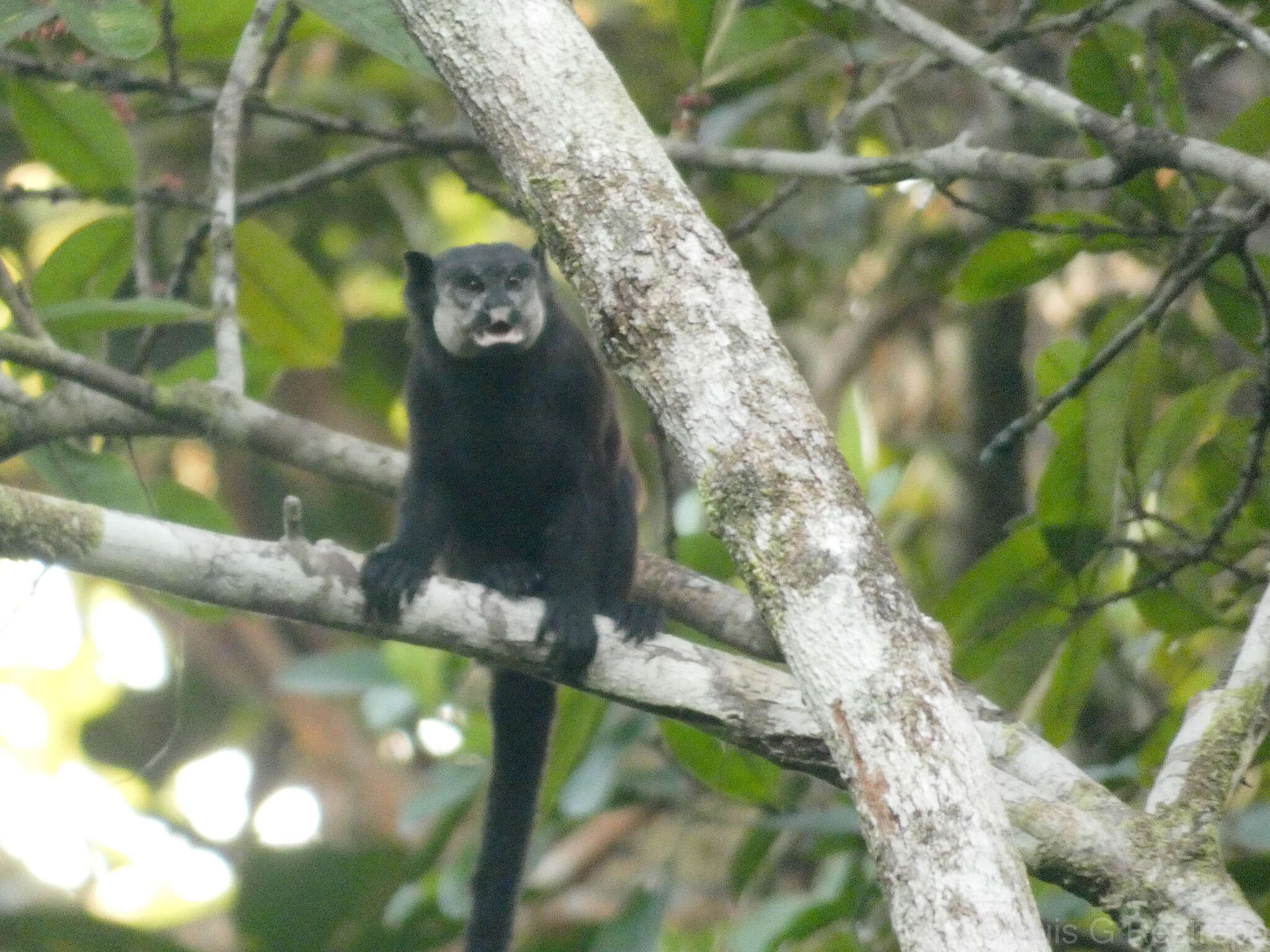 Image of Mottle-face Tamarin