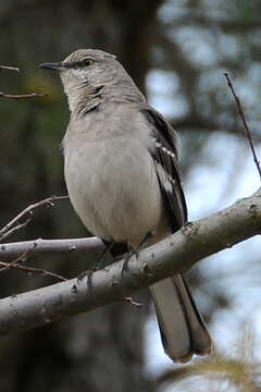 Image of Northern Mockingbird