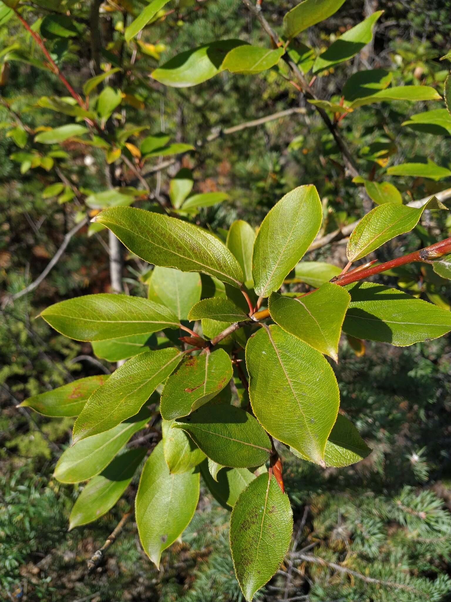 Image of Populus suaveolens subsp. baicalensis (Kom.) Egor. & Sipl.