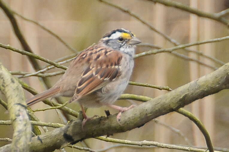 Image of White-throated Sparrow