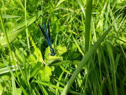 Image of Western Demoiselle