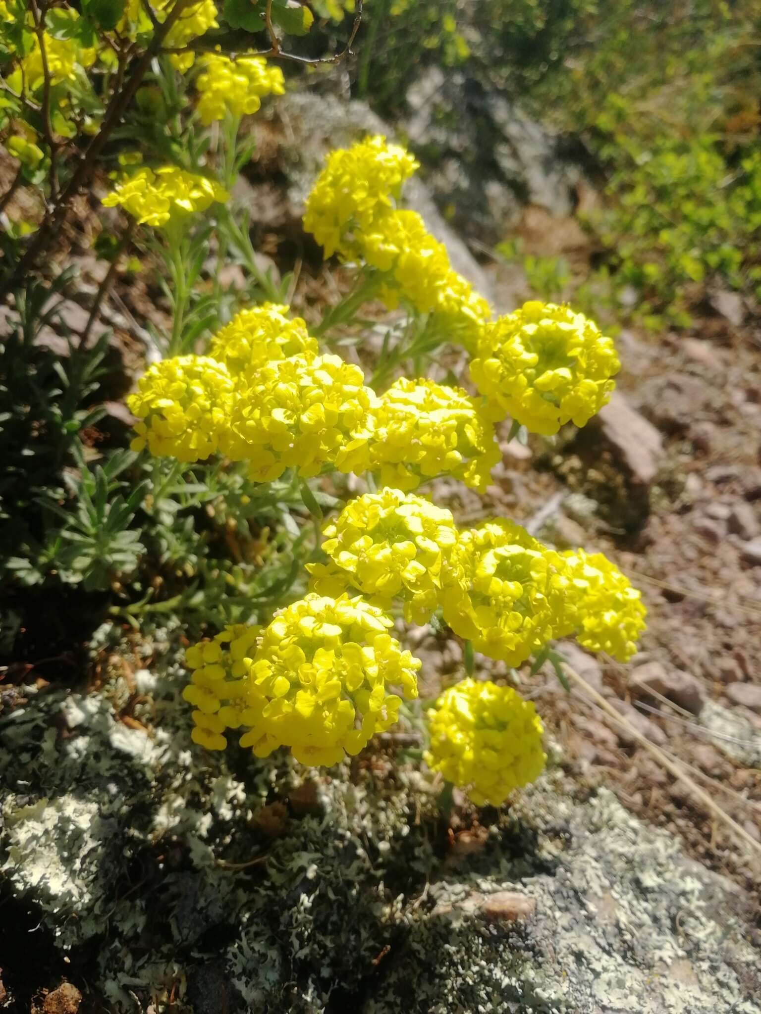 Sivun Alyssum lenense Adams kuva