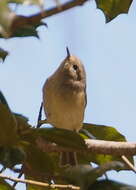 Image of goldcrests and kinglets