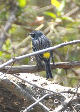 Image of Myrtle Warbler