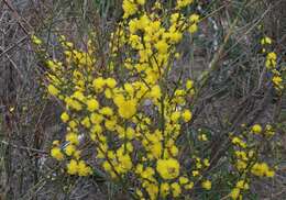 Image of spiny wattle