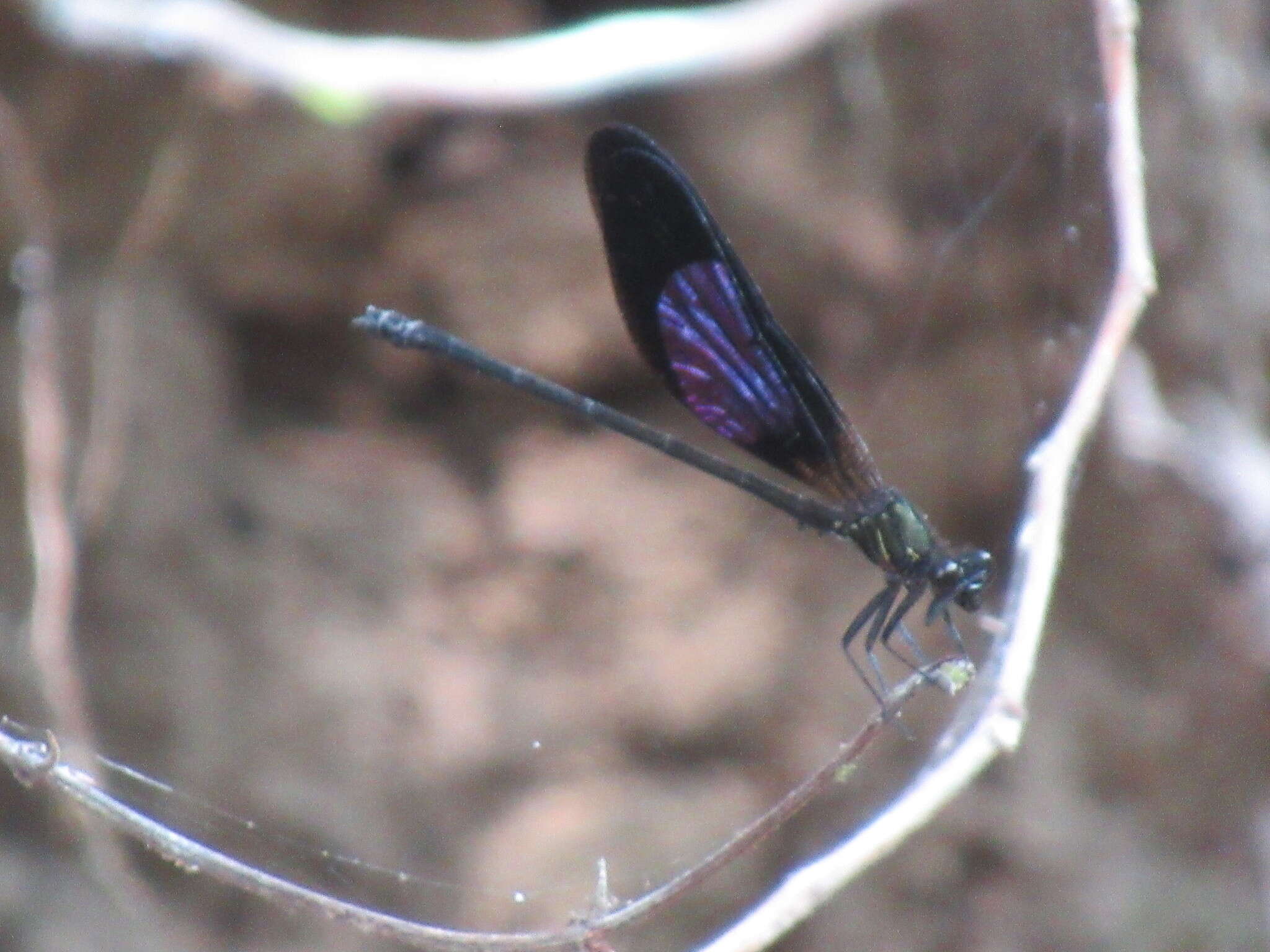 Image of Euphaea variegata Rambur 1842