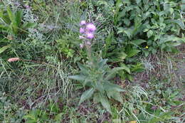 Imagem de Cirsium monspessulanum (L.) Hill