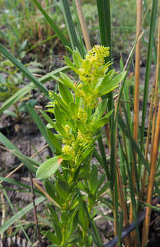 Image of Searsia rudatisii (Engl.) Moffett