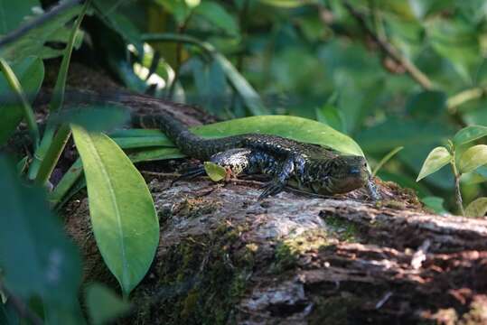 صورة Tupinambis cuzcoensis Murphy, Jowers, Lehtinen, Charles, Colli, Peres Jr., Hendry & Pyron 2016