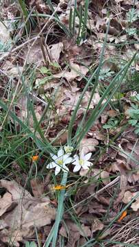 Image of Ornithogalum fimbriatum Willd.