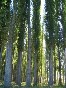 Image of Black Poplar