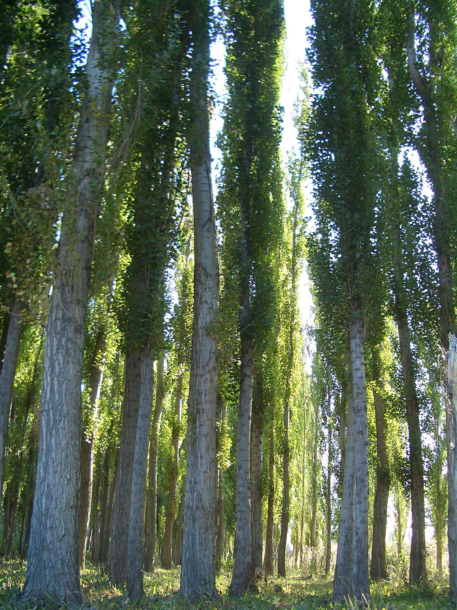 Image of Black Poplar