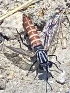 Image of Pseudonomoneura californica (Hardy 1950)