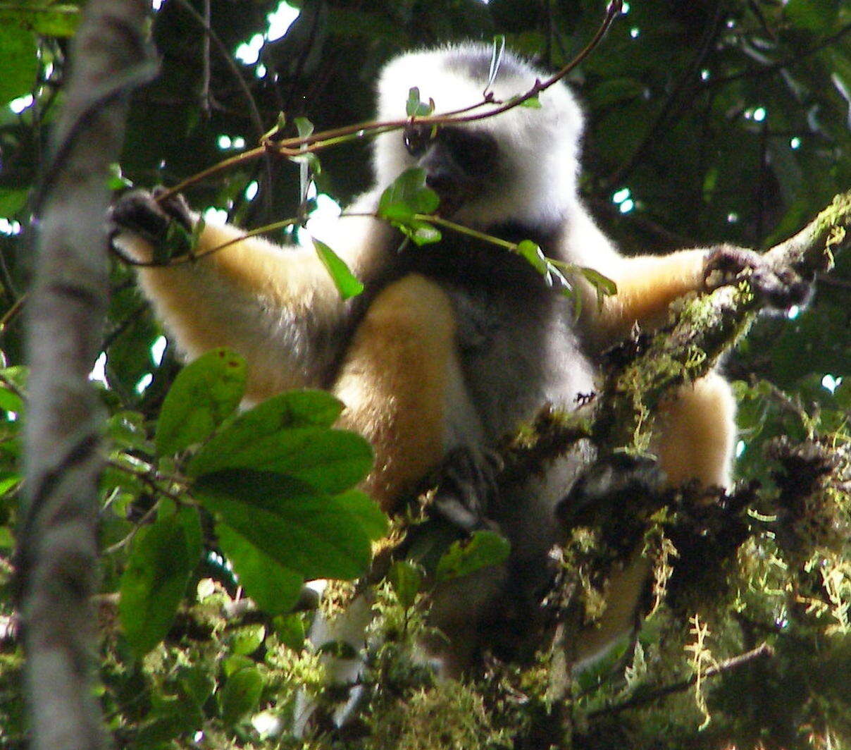 Imagem de Propithecus diadema Bennett 1832