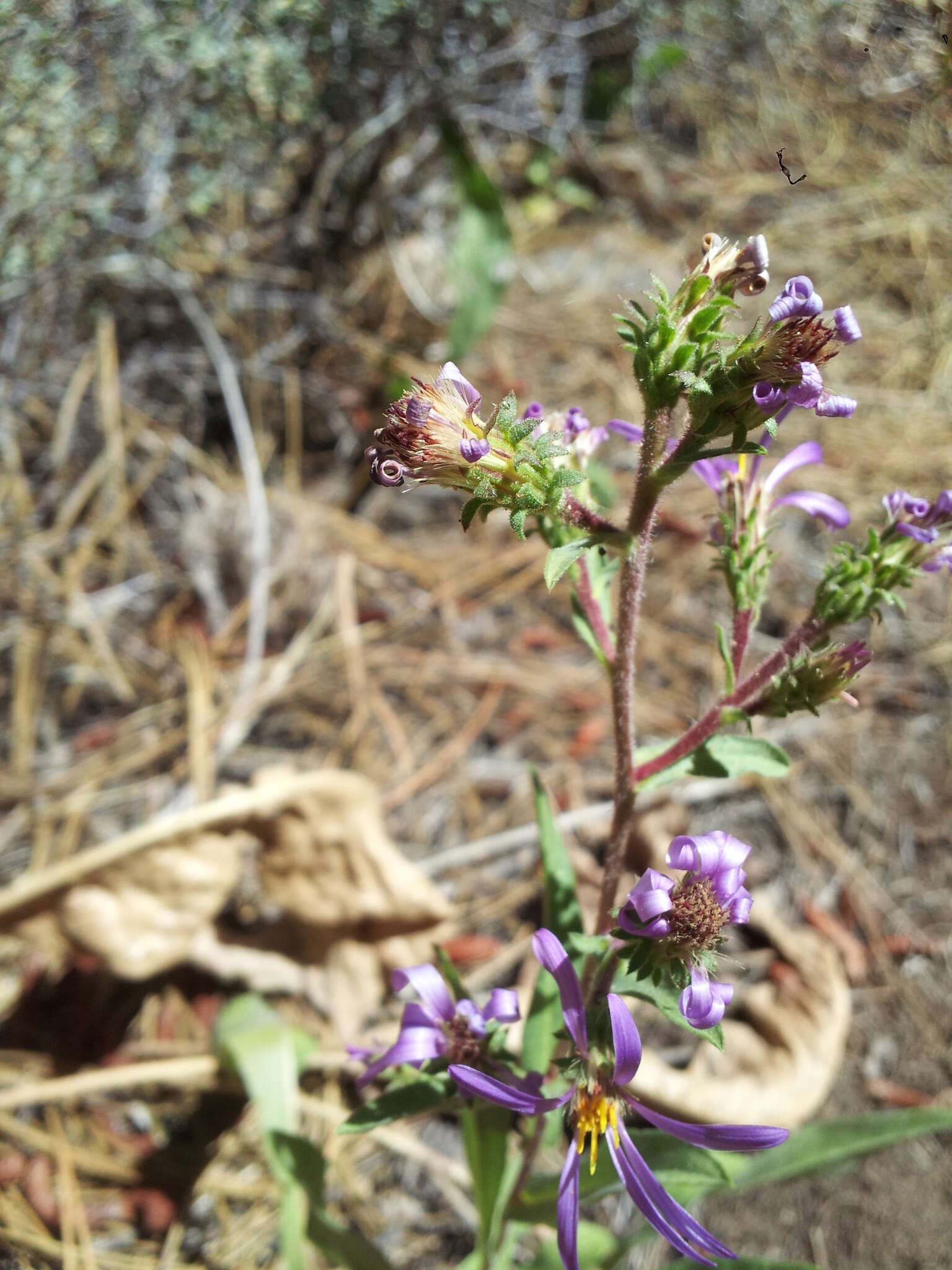 Image of thickstem aster