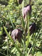 Image of spotted fritillary