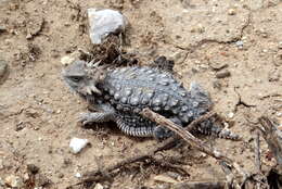 Image of Regal Horned Lizard