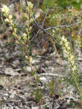 Image of Petrophile squamata R. Br.