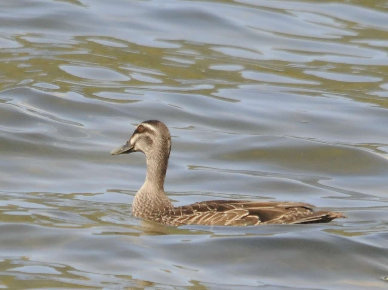 Image of Grey Duck