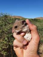 Image of Pouched Mice