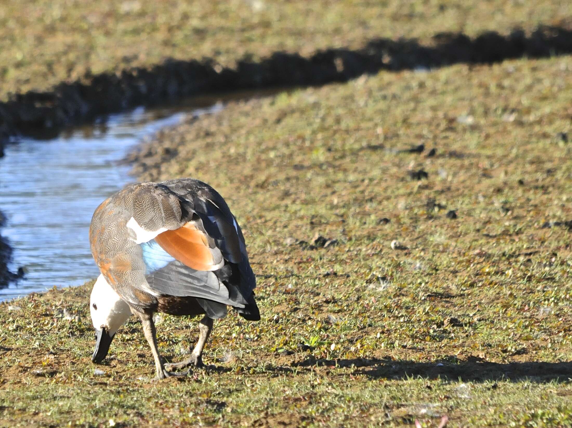 Image of Paradise Shelduck