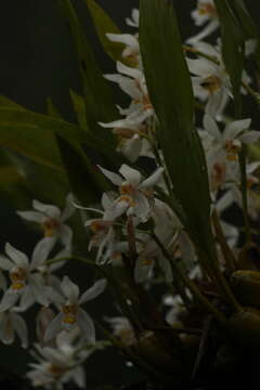 Image of Coelogyne nitida (Wall. ex D. Don) Lindl.