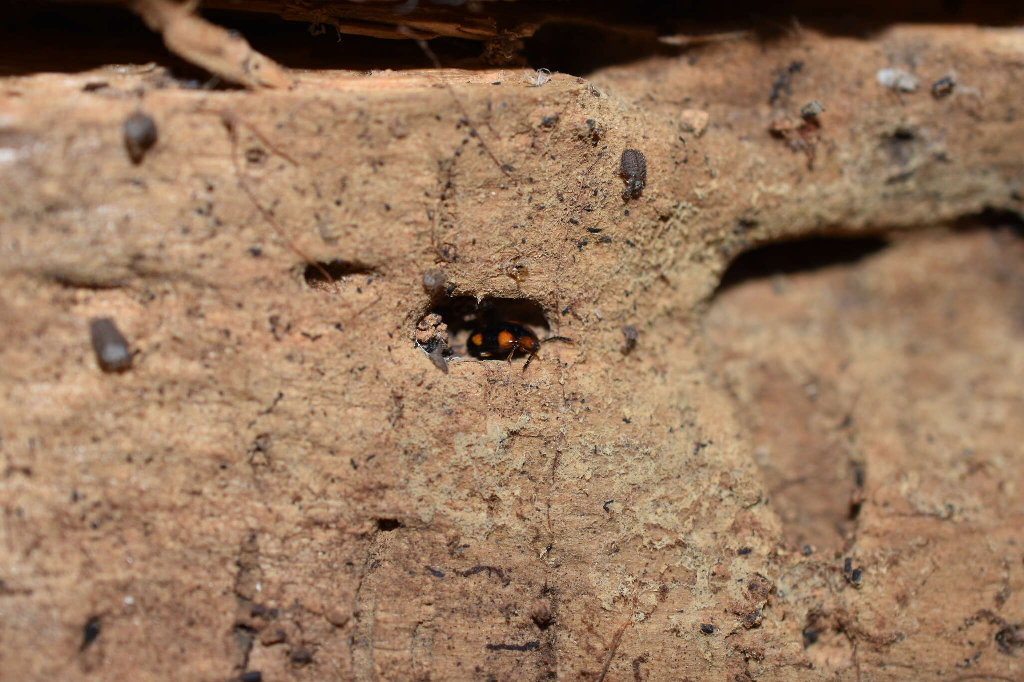 Image of Mycetina hornii Crotch 1873