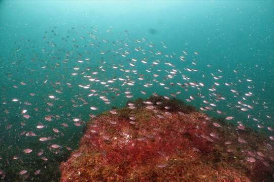 Image of Pearl-spot Chromis