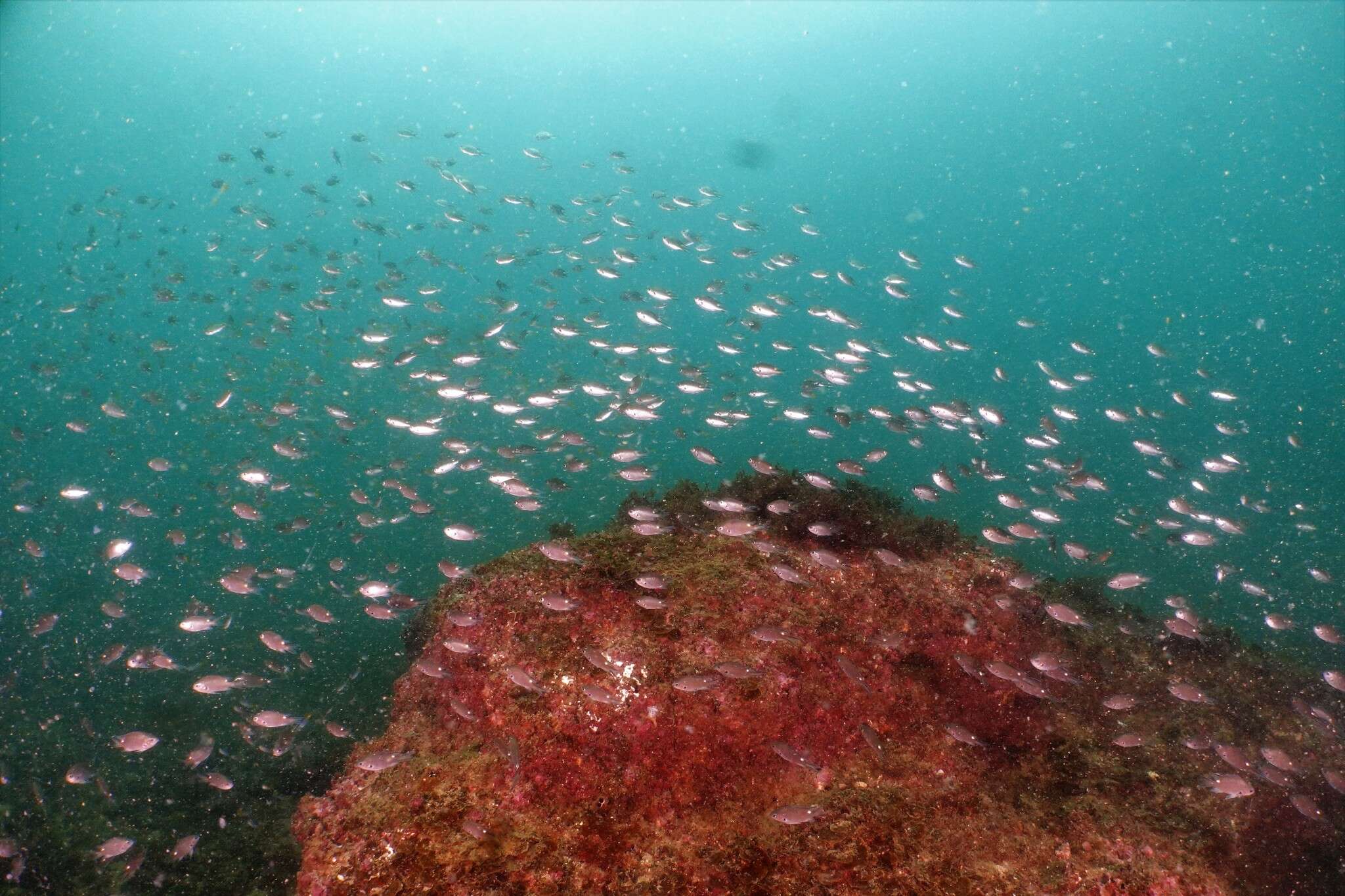 Image of Pearl-spot Chromis