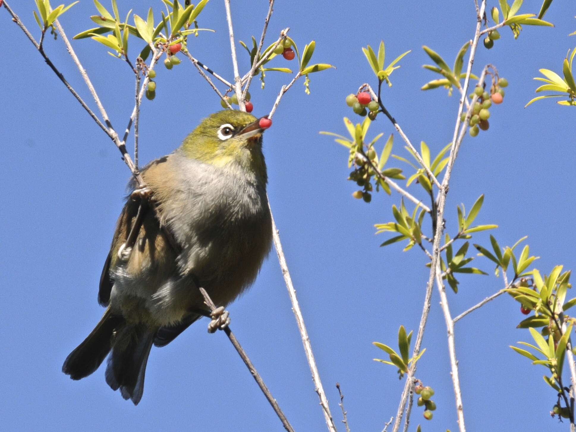 Image of Silvereye