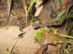 Image of Dipsas indica ecuadoriensis Peters 1960