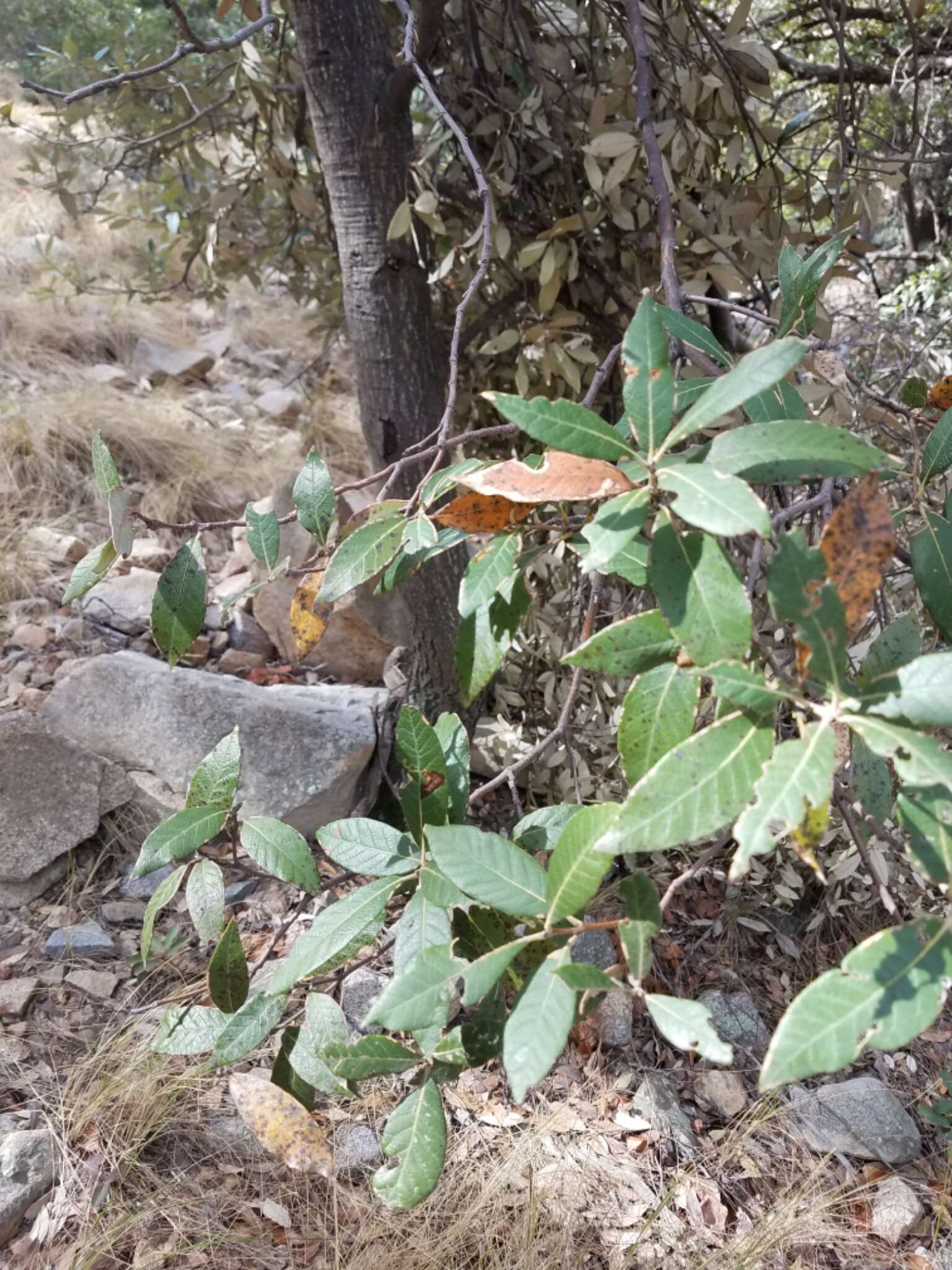 Image of Silverleaf Oak