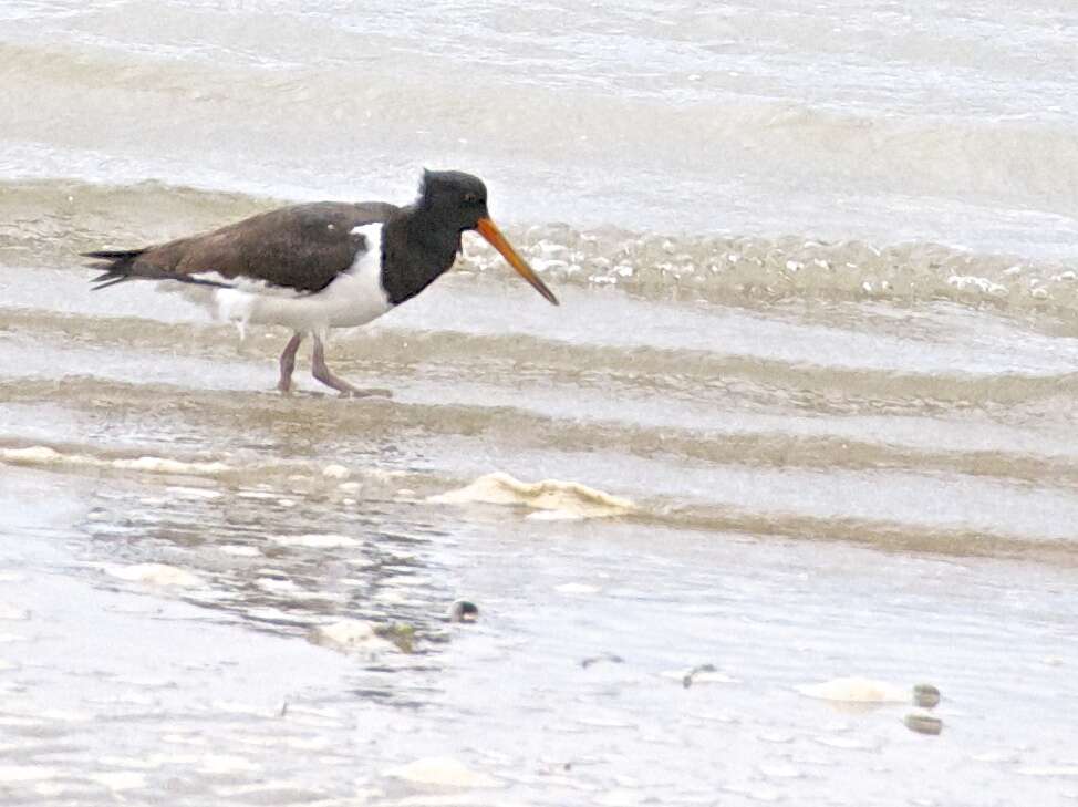 Image of oystercatcher, eurasian oystercatcher