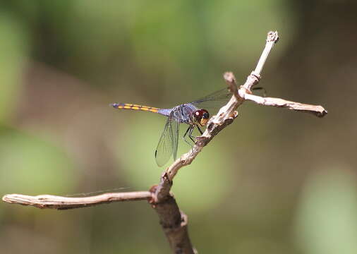 Image of Blue Chaser