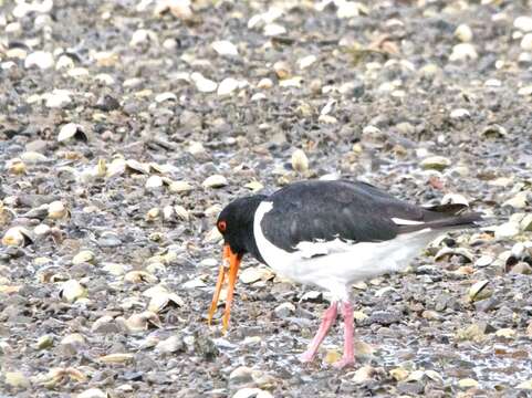 Image of oystercatcher, eurasian oystercatcher