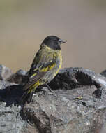 Image of Thick-billed Siskin