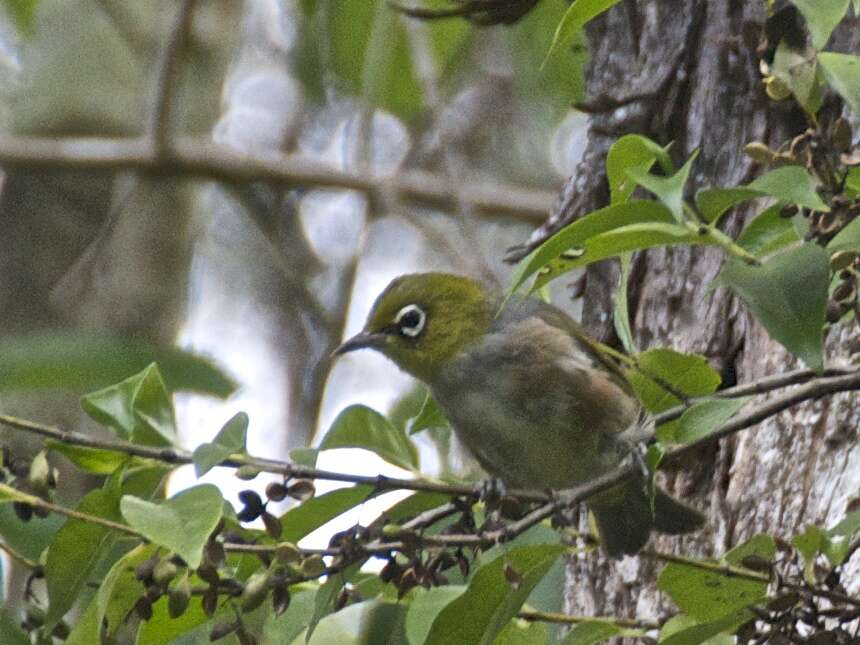 Image of Silvereye