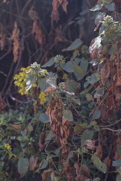 صورة Ageratina petiolaris (Mocino & Sesse ex DC.) R. King & H. Rob.