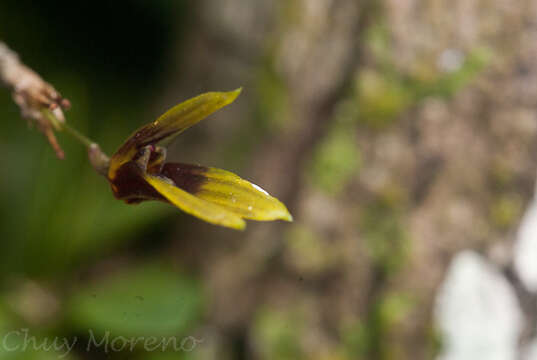 Image of Specklinia brighamii (S. Watson) Pridgeon & M. W. Chase