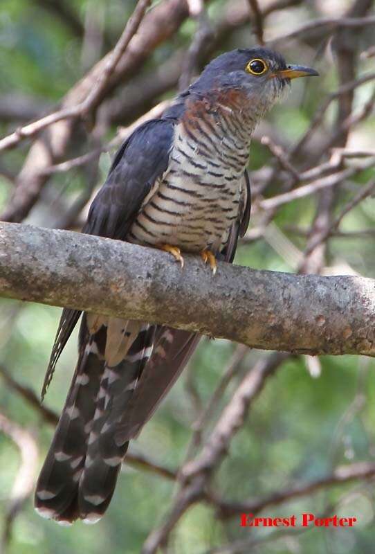 Image of Red-chested Cuckoo