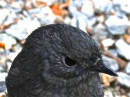 Image of New Zealand Robin