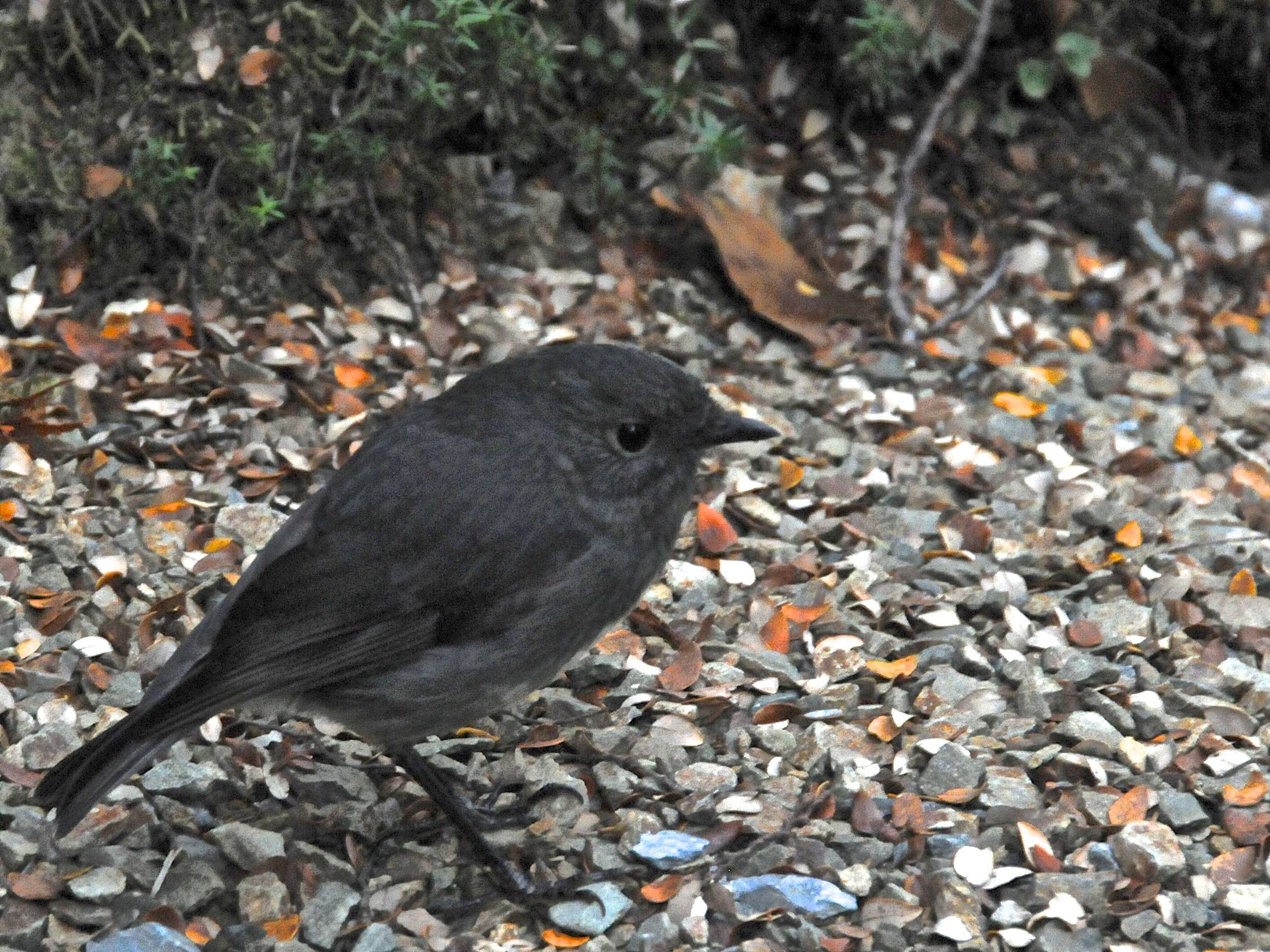 Image of New Zealand Robin