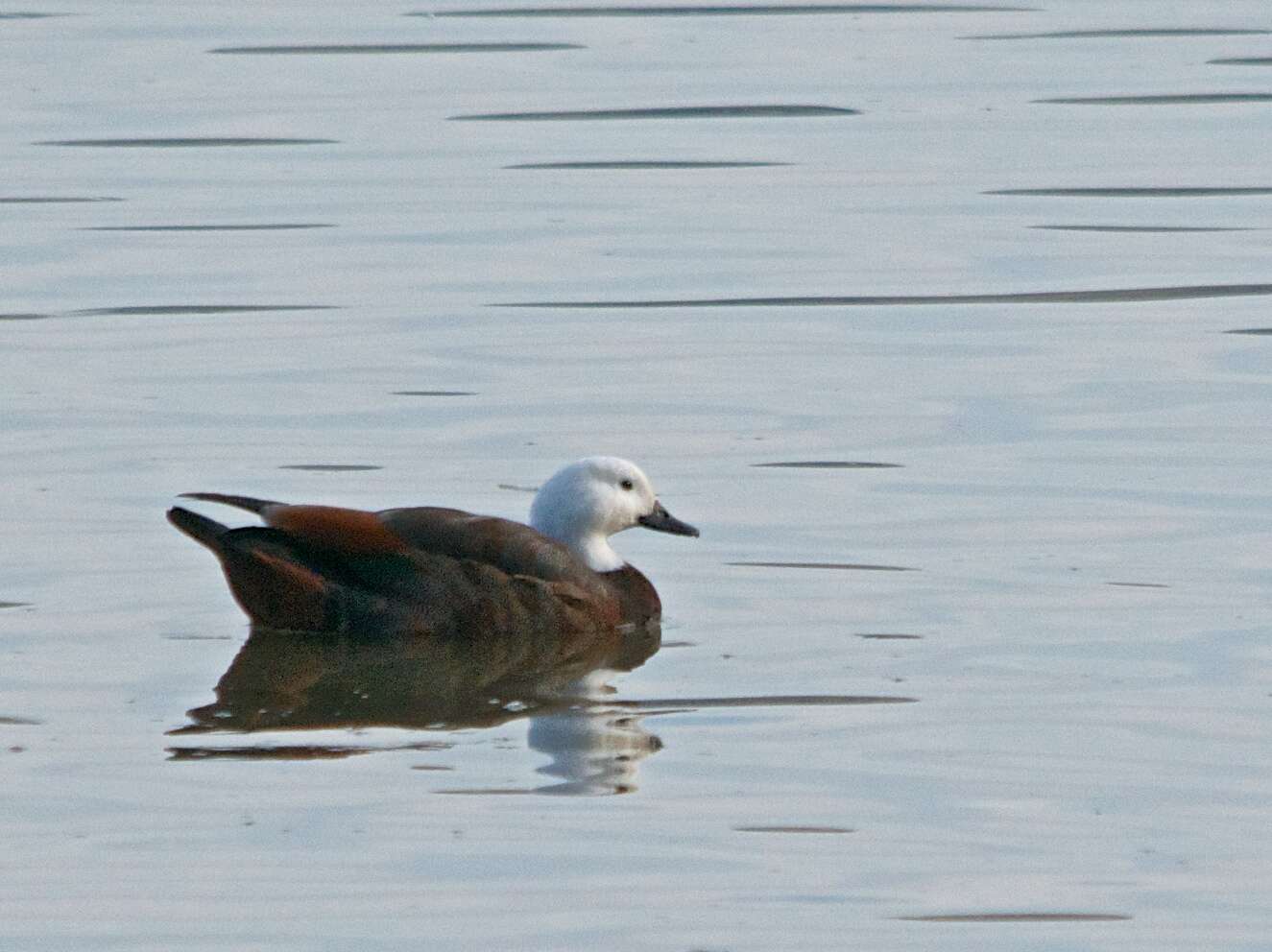 Image of Paradise Shelduck