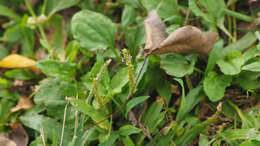 Image de Plantago asiatica L.