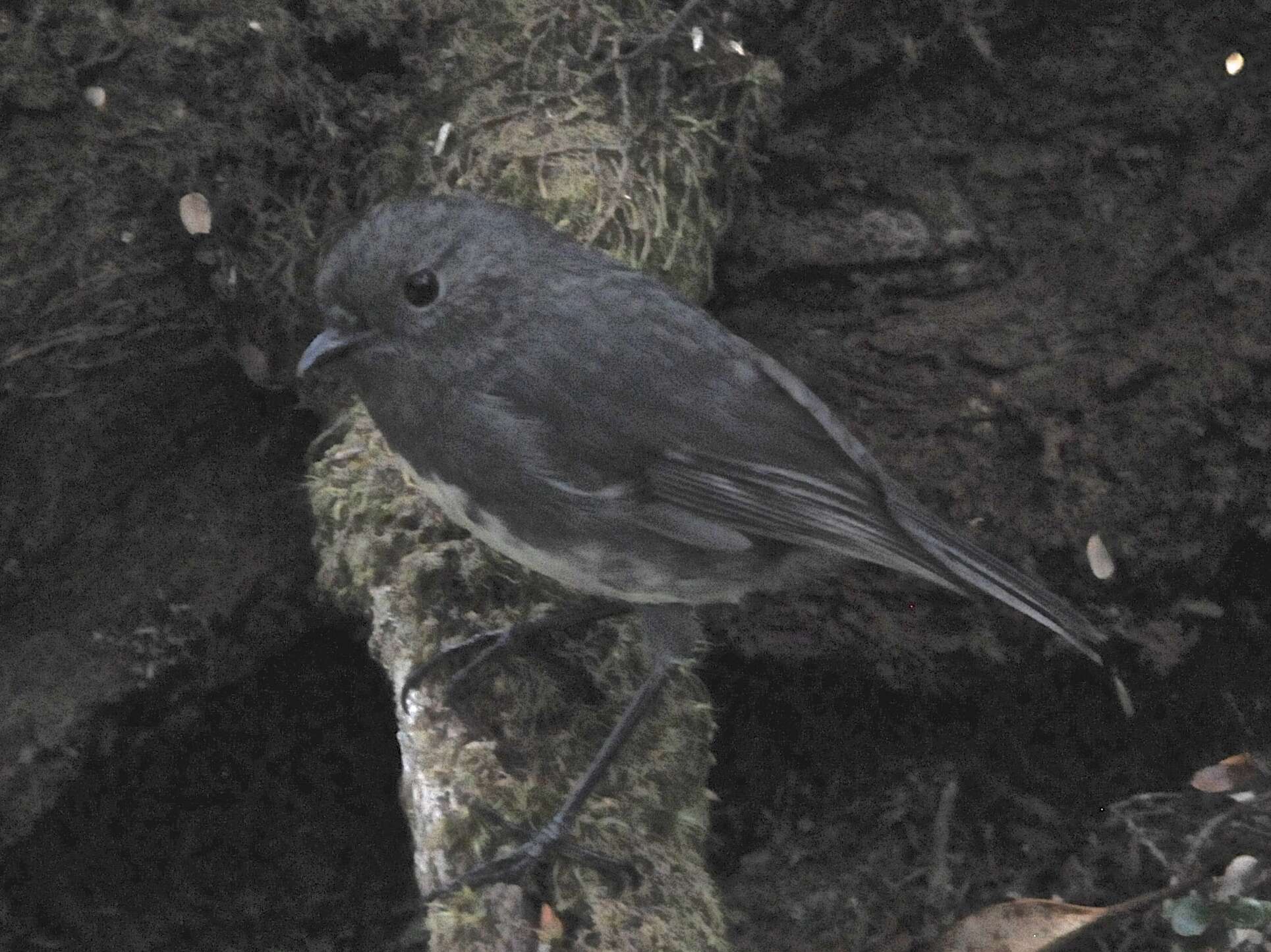 Image of New Zealand Robin