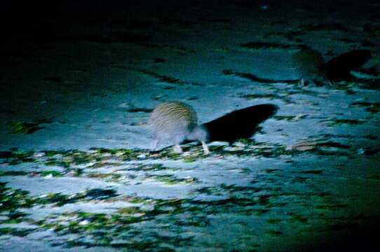 Image of Southern Brown Kiwi