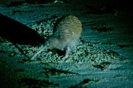 Image of Southern Brown Kiwi