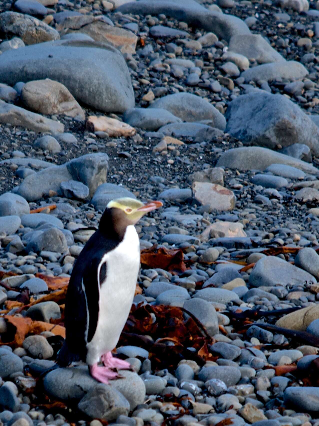 Image of Yellow-eyed Penguins