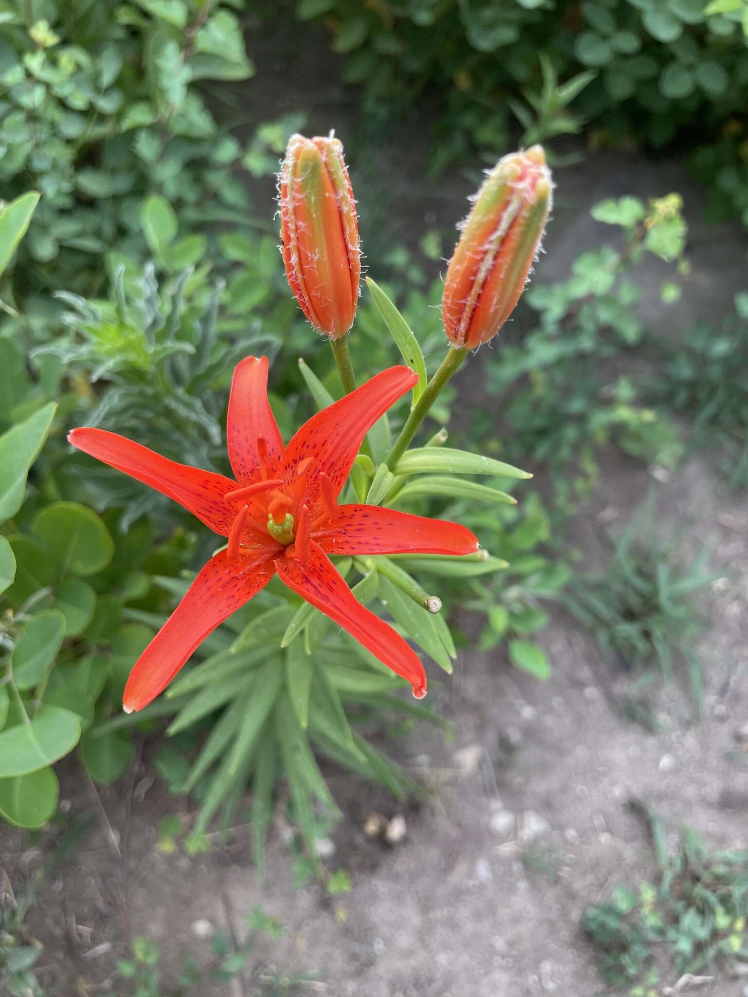 Image of Lilium concolor var. partheneion (Siebold & de Vriese) Baker