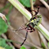 Image of Argiope levii Bjørn 1997